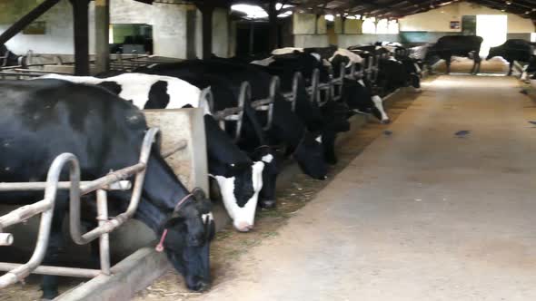 Black And White Cows In A Farm Cowshed - Pan View