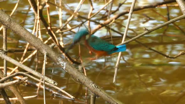 Kingfisher Bird On Branch Of Tree