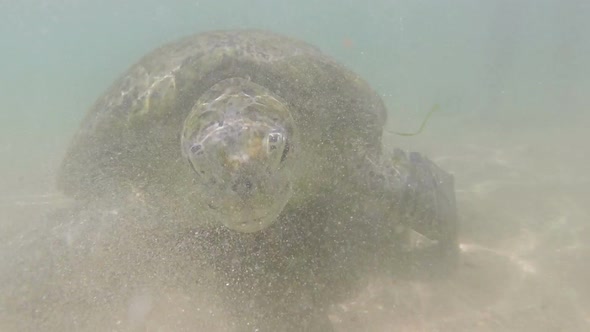 Large Sea Turtle Underwater 1