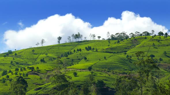 Mountain Tea Plantation In Sri Lanka - 1