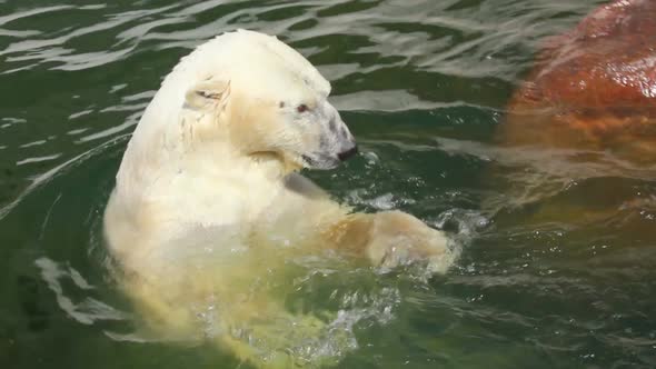 Pleased Polar Bear In Water