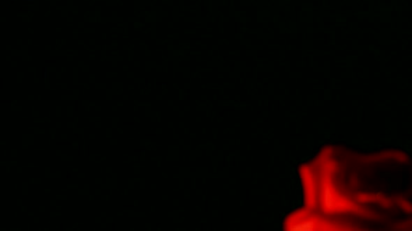 View On Red Rose  Water Drops, Shallow Dof 2