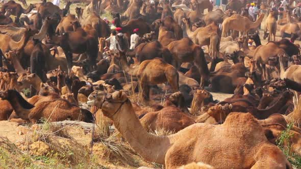 Camels During Pushkar Camel Fair 5