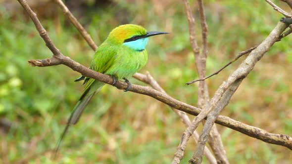 Green Bee-Eater (Merops Orientalis) Bird On Branch In Sri Lanka