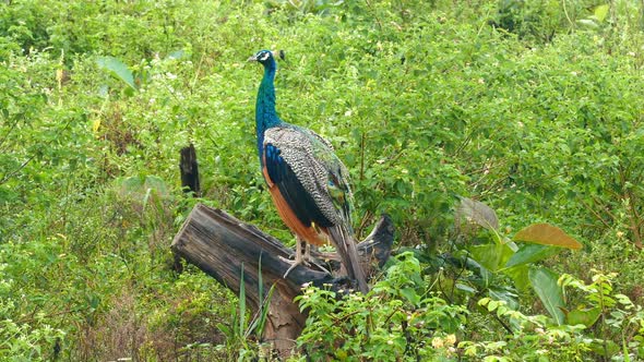 Peacock Sitting On Branch In Sri Lanka 1