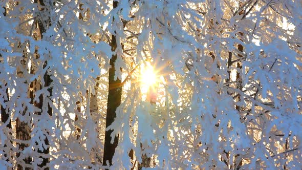 Winter Frozen Birch Woods And Sun Rising -