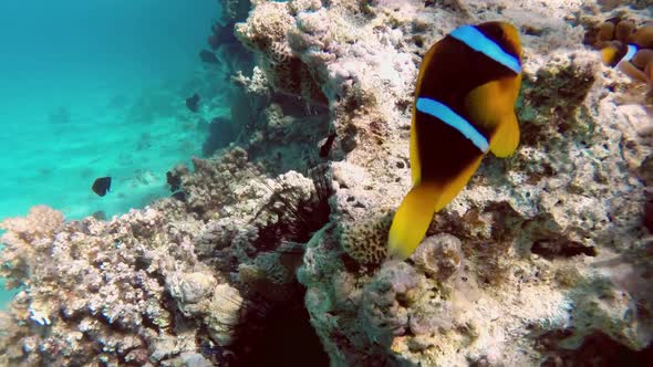 Clownfish Shelters And Anemone On A Tropical Coral Reef In Red Sea 5