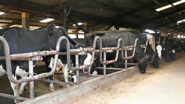 Black And White Cows In A Farm Cowshed 2