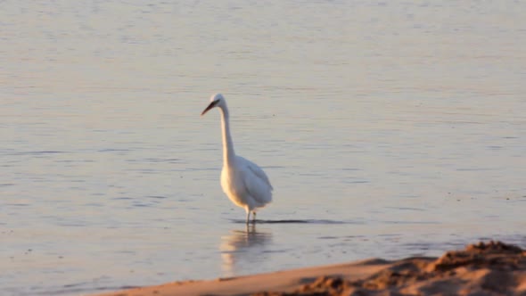 Egyptian Heron Bird Walking On Coastline 3