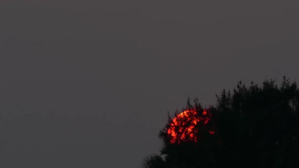 Large Sun Sets Behind A Tree Branch - Telephoto 2