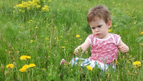 Baby  Dandelions On Green Spring Lawn