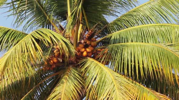 Coconut Palm Under Blue Sky Closeup