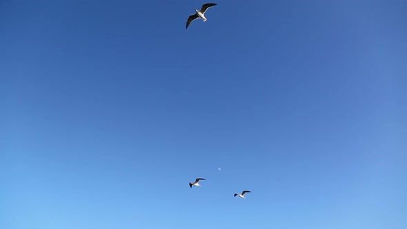 Group Of Seagull Flying In The Blue Sky 2
