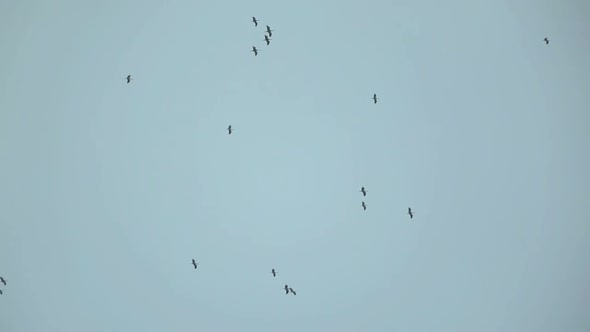 Large Flock Of Storks In Sky - Migration Of Birds 3