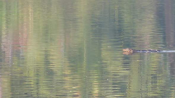 Lizard Swimming In Water