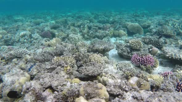 Coral And Fish In The Red Sea - Egypt 2