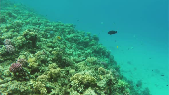 Coral And Fish In The Red Sea - Egypt 4