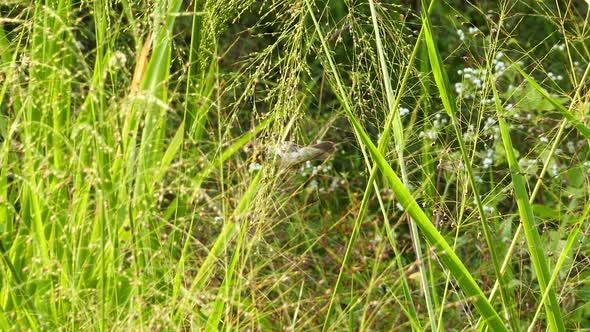 Corn Bunting Bird Eating Grass Seed (Miliaria Calandra)