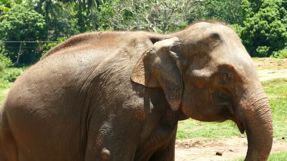 Elephant At The Pinnawala Elephant Orphanage In Sri Lanka 3