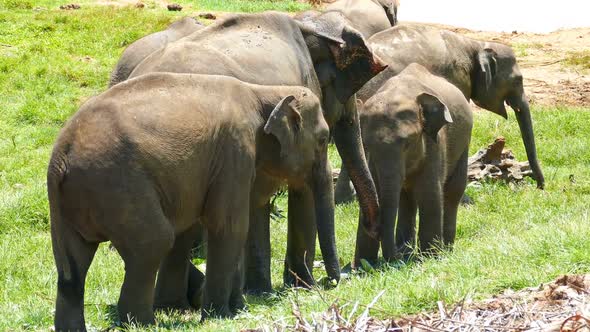 Elephants At The Pinnawala Elephant Orphanage In Sri Lanka 2