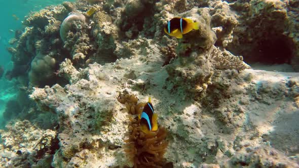 Clownfish Shelters And Anemone On A Tropical Coral Reef In Red Sea 4