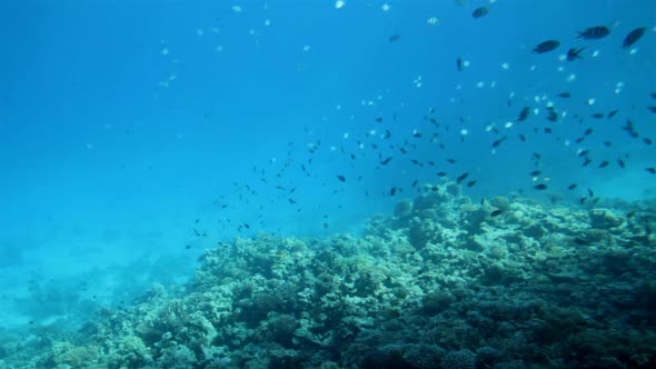 Fish Among Corals Under Water In Red Sea