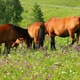 Group Of Horses Grazing On Summer Meadow 2 - VideoHive Item for Sale