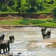 Elephants In The River - Sri Lanka 3 - VideoHive Item for Sale