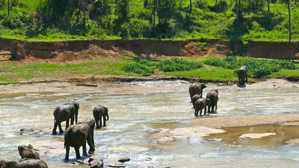 Elephants In The River - Sri Lanka 3