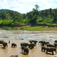Elephants In The River At The Pinnawala Elephant Orphanage - Sri Lanka - VideoHive Item for Sale