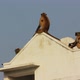 Entellus Monkeys On Building Top In Pushkar India 2 - VideoHive Item for Sale