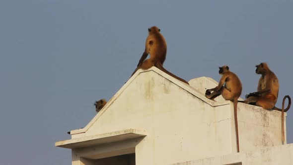 Entellus Monkeys On Building Top In Pushkar India 2