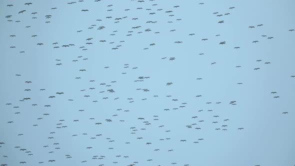 Large Flock Of Storks In Sky - Migration Of Birds 1