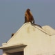 Entellus Monkeys On Building Top In Pushkar India 3 - VideoHive Item for Sale