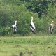 Painted Stork (Mycteria Leucocephala) Birds In Sri Lanka 2 - VideoHive Item for Sale