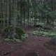 Panorama Of Dark Forest - Mossy Trees On Rocks - VideoHive Item for Sale