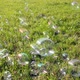 Soap Bubbles Flying Over Green Meadow - VideoHive Item for Sale