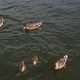 Feeding Ducks In Pond - VideoHive Item for Sale