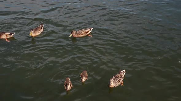 Feeding Ducks In Pond