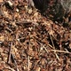 Ants Crawling On Anthill In The Woods - - VideoHive Item for Sale