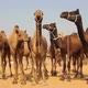 Camels During Pushkar Camel Fair 7 - VideoHive Item for Sale