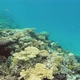 Fish Swim Among Corals In The Red Sea - Egypt 2 - VideoHive Item for Sale