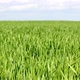 Green Field  Wheat Under Blue Sky 2 - VideoHive Item for Sale