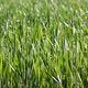 Green Wheat - VideoHive Item for Sale