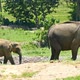 Group Of Elephants Walking In Sri Lanka 1 - VideoHive Item for Sale