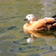 Mandarin Duck - VideoHive Item for Sale