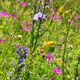 Flowers On Summer Meadow 1 - VideoHive Item for Sale