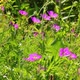 Flowers On Summer Meadow 2 - VideoHive Item for Sale