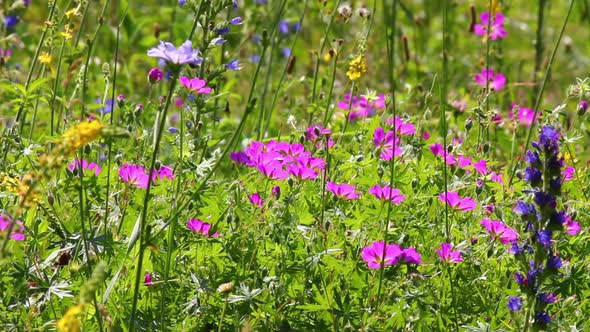 Flowers On Summer Meadow 3