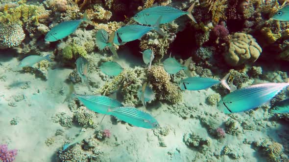 School Of Indian Mackerel (Rastrelliger Kanagurta) Feeding In Red Sea, Egypt 1